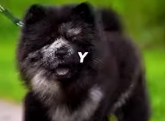 Y1701004 los perros más caros del mundo (Parte 2)