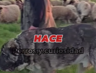 Y1701009 El gigante que enfrenta lobos sin miedo el legendario guardián Alaba (Parte 2)