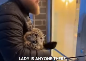 Q1701003 snow leopard mother appeared at my doorstep,what happened to her (Part 2)