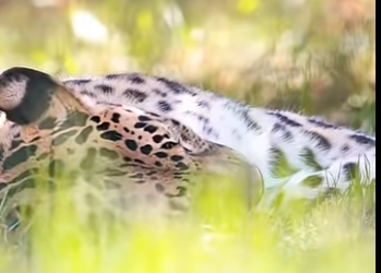 G0501007 Los Nidos de Aves Más (Parte 2)