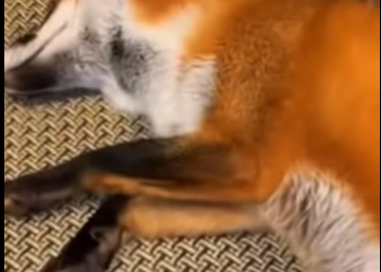 S1901004 Je sauve un renard sous la glace et ce qu il révélé après est (Part 2)