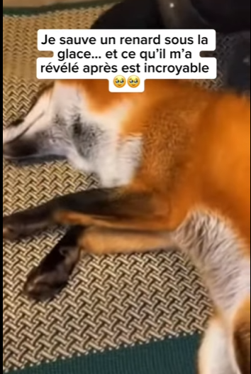 S1901004 Je sauve un renard sous la glace et ce qu il révélé après est (Part 2)