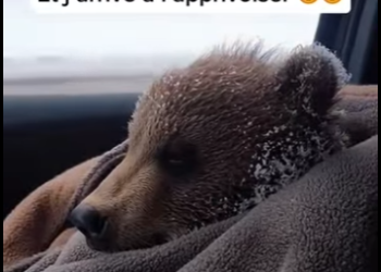 S1901006 Un ourson emporté par une avalanche et ai sauté du télésiège pou (Part 2)
