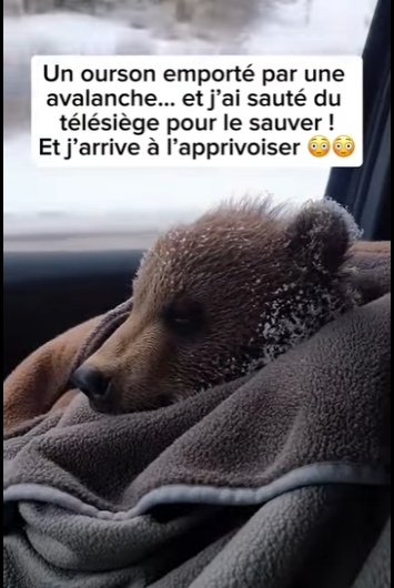 S1901006 Un ourson emporté par une avalanche et ai sauté du télésiège pou (Part 2)