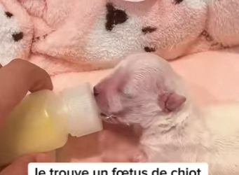 S1901002 Je trouve un fœtus de chiot par terre et essaye de le sauver et la (Part 2)