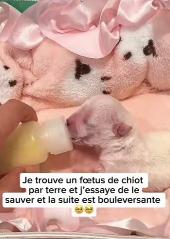 S1901002 Je trouve un fœtus de chiot par terre et essaye de le sauver et la (Part 2)