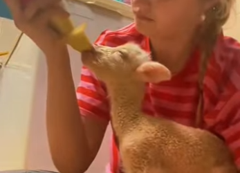 S1901007 Dans la ferme où je boss ce petit agneau est rejetté par ensemble (Part 2)