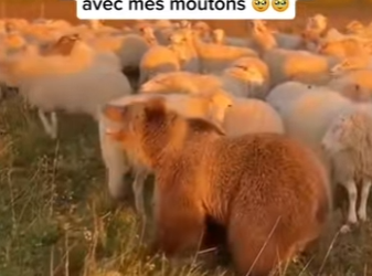 S1901001 adopte un petit ourson est désormais il devient un véritable chien (Part 2)