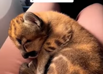 S1901003 ai cru sauver un chat sauvage jusqu arrivée de la policechez (Part 2)