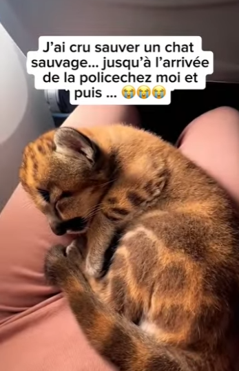 S1901003 ai cru sauver un chat sauvage jusqu arrivée de la policechez (Part 2)