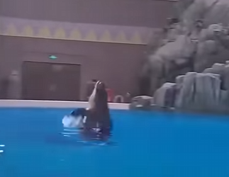 G0501004 Datos de Animales que No te Vas Creer (Parte 2)