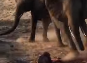 A1901007 mother elephant brought her newborn home (Parte 2)