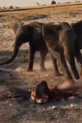 A1901007 mother elephant brought her newborn home (Parte 2)