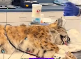 A1901006 Rescatar al lince (Parte 2)