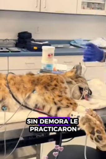 A1901006 Rescatar al lince (Parte 2)