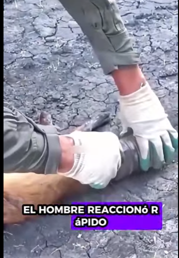 A1901004 Rescata al zorro (Parte 2)