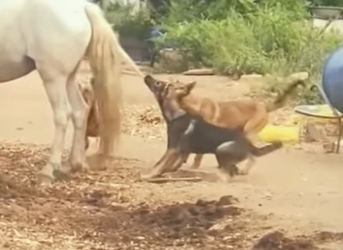 A1901003 Two puppies were punished (Parte 2)