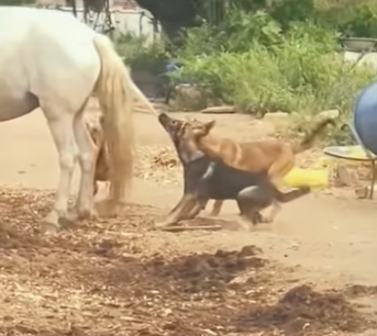 A1901003 Two puppies were punished (Parte 2)