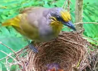 A1901002 Greatness of Mother Bird (Parte 2)