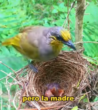 A1901002 Greatness of Mother Bird (Parte 2)