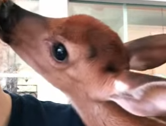 A1901001 Rescata al ciervo (Parte 2)