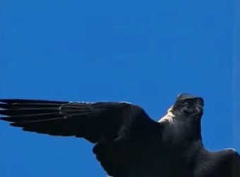 A1901005 crow paid price mocking peregrine falcon (Parte 2)