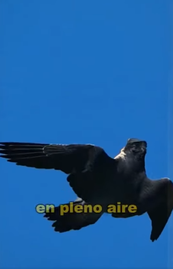 A1901005 crow paid price mocking peregrine falcon (Parte 2)