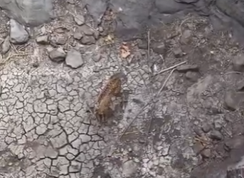 R1901001 Rescata al ciervo (Parte 2)