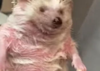 R1901005 Rescatando al erizo (Parte 2)