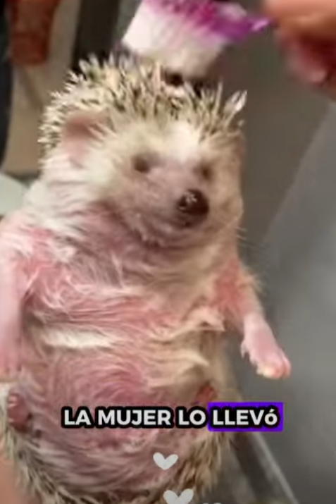 R1901005 Rescatando al erizo (Parte 2)