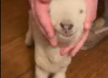 R1901006 Ovejas de rescate (Parte 2)