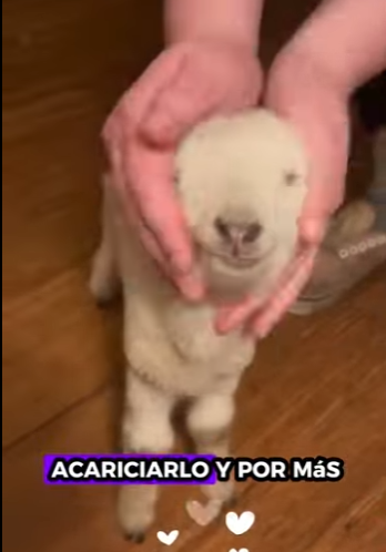 R1901006 Ovejas de rescate (Parte 2)