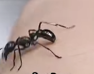 G0501002 Datos de Animales que Cuesta Creer (Parte 2)