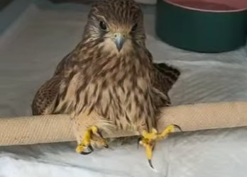 R1901007 Rescatando al Halcón Rojo (Parte 2)