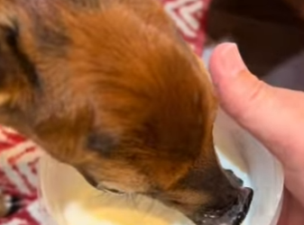 R1901004 Rescata al ciervo (Parte 2)