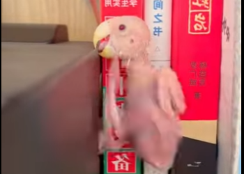 R1901003 Loro de rescate (Parte 2)