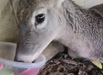 R1901002 Rescata al ciervo (Parte 2)