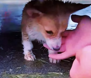 E1701007 puppy pneumonia was abandoned struggled to survive in