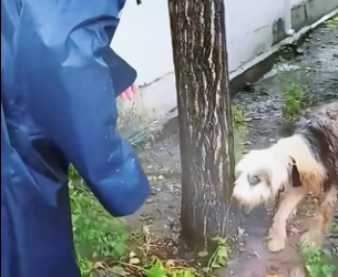 E1701005_dog was abused by its owner long time, it was tied up (Part 2)