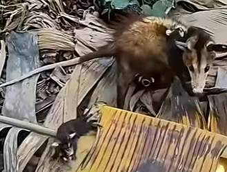 G0501003 Datos de Animales que (Parte 2)