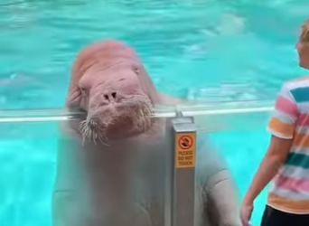 L1901002 De abandono a proteccion (Parte 2)