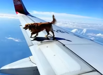 L1901001 Cada rescate cuenta una historia (Parte 2)