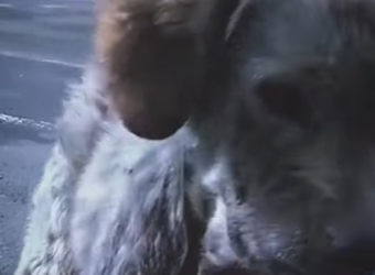 M1901001 El sólo quiere un hogar lleno de amor (Parte 2)