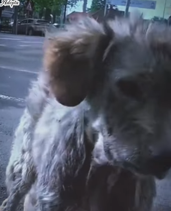 M1901001 El sólo quiere un hogar lleno de amor (Parte 2)