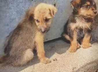 M1901003 No entiendo porque la gente baja muy rápido cuando me ve (Parte 2)