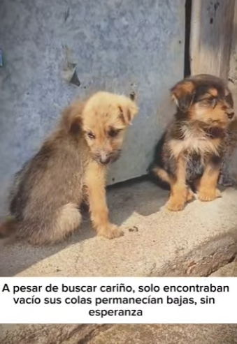 M1901003 No entiendo porque la gente baja muy rápido cuando me ve (Parte 2)