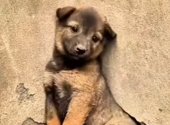 M1901007 Este perrito fue encontrado temblando de miedo (Parte 2)