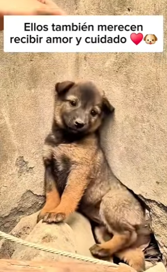 M1901007 Este perrito fue encontrado temblando de miedo (Parte 2)