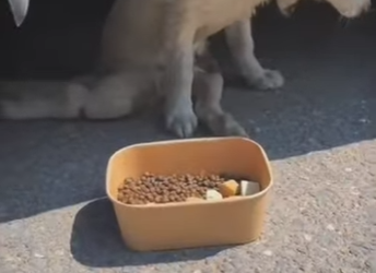 M1901006 No me ignores por ser un perrito discapacitado (Parte 2)