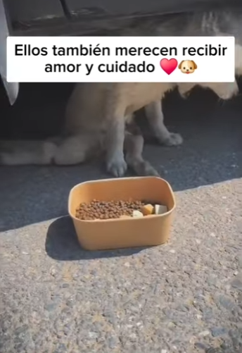 M1901006 No me ignores por ser un perrito discapacitado (Parte 2)